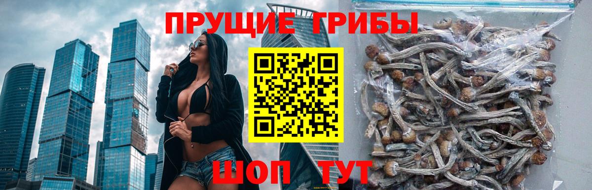 Псилоцибиновые грибы ЛСД Черняховск
